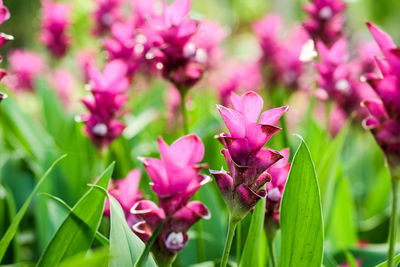 Close-up of pink flowers