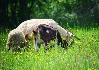 Sheep grazing in a field