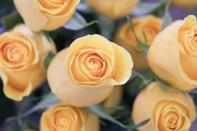 Bouquets of yellow long stem roses