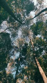 Low angle view of trees in forest