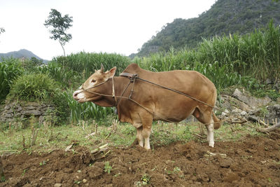 Horse standing in a field