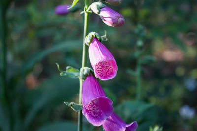 Close-up of purple flowering plant