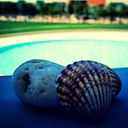 Close-up of snail shell