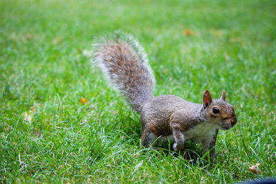 Close-up of squirrel on field