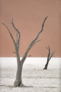 View of a bare tree in water