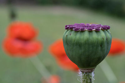 Close-up of fresh red poppy flower buds