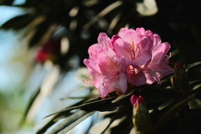 Close-up of pink cherry blossoms