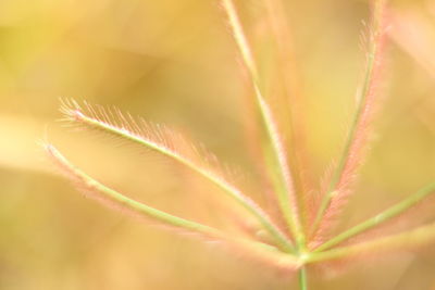 Close-up of plant