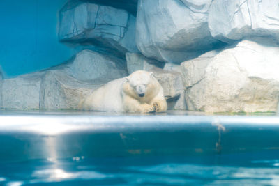 Portrait of an animal in swimming pool