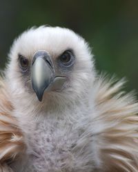 Close-up portrait of a bird