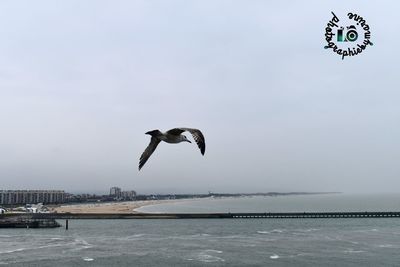 Seagull flying over sea against sky