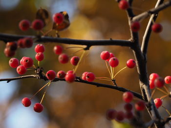 Close-up of berries growing on tree