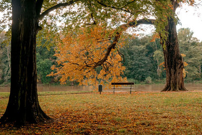 Trees in park during autumn