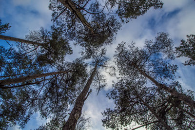 Low angle view of trees against sky