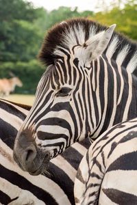 Close-up of zebra