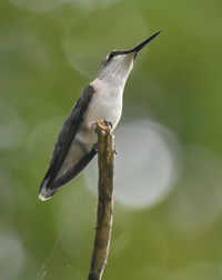 Close-up of bird perching on twig