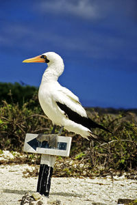 Bird perching on a sign