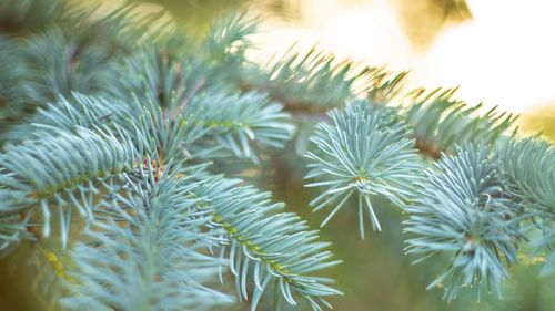 Close-up of pine tree