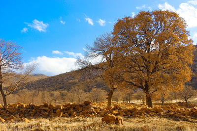 View of trees on field against sky