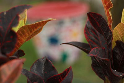 Close-up of red leaves on plant during autumn