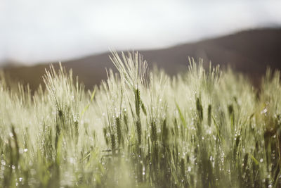 Close-up of crops growing on field against sky