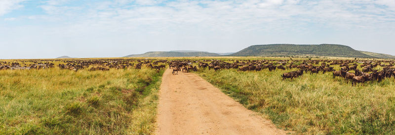 Wildebeest on a field