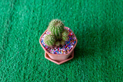 High angle view of small cactus growing on field