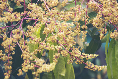 Close-up of flowering plant hanging from tree