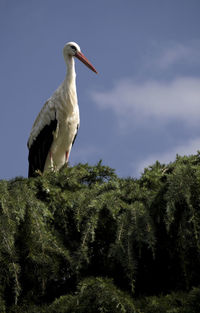 Low angle view of bird perching on tree against sky