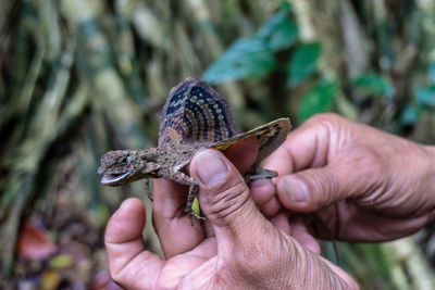Close-up of hand holding lizard 