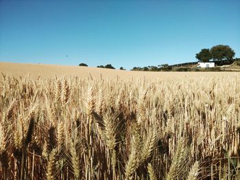 View of stalks in field against clear blue sky