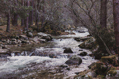 Stream flowing through rocks in forest