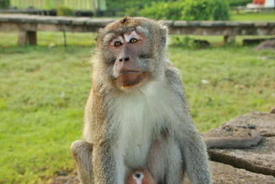 Portrait of monkey looking away while sitting on land