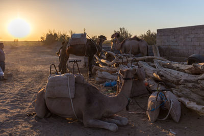 Camels by logs against sky during sunset