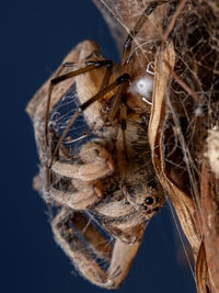 Close-up of butterfly on dry leaf