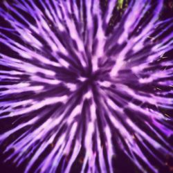 Full frame shot of purple flowering plant