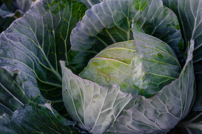 High angle view of plant