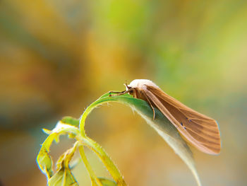 Close-up of insect on plant