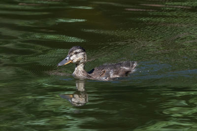 High angle view of duck swimming in lake