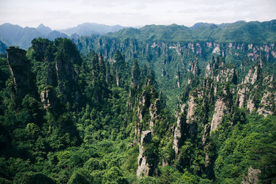 Rock formations at zhangjiajie national forest park