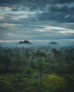 Scenic view of forest against sky