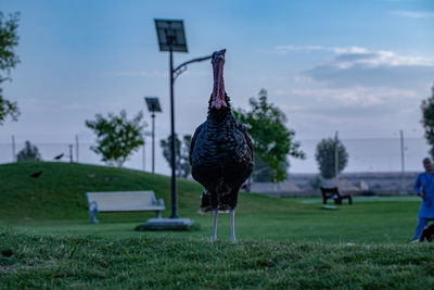 View of a bird on field