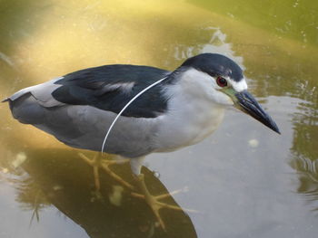 Close-up of duck swimming in lake