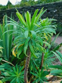 Close-up of fresh green plant in field