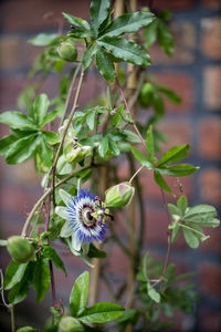 Close-up of purple flowering plant