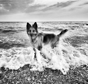 Dog standing on shore at beach