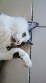 Close-up of white dog