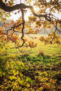 Trees on landscape against sky