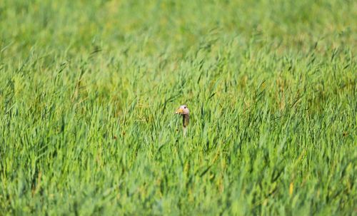 Close-up of bird on field