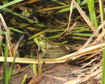 Close-up of lizard on grass